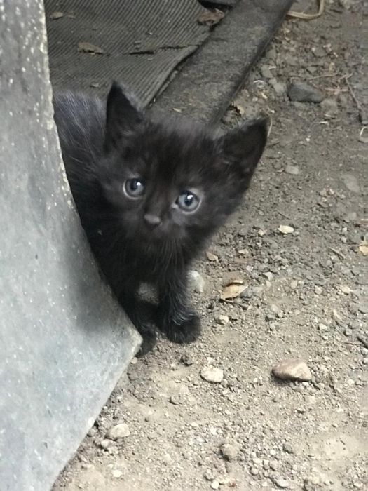 Отдам Котят в хорошие руки
