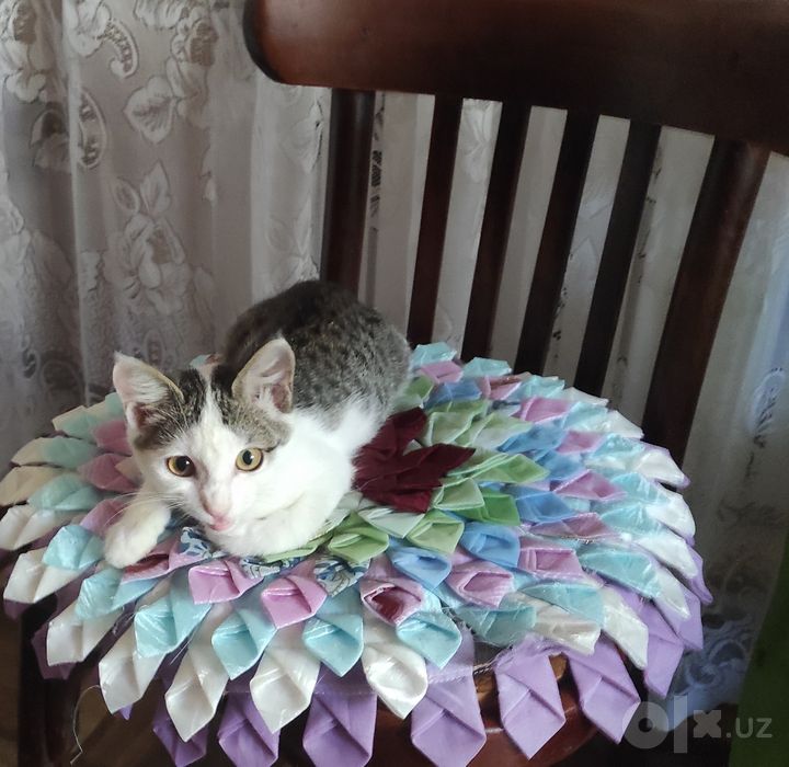 пристраиваются котятки в ответственные руки
