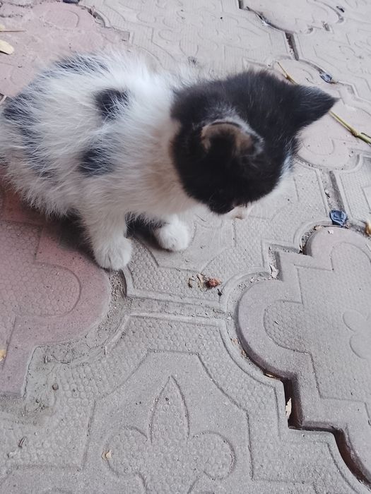 Отдам котят бесплатно