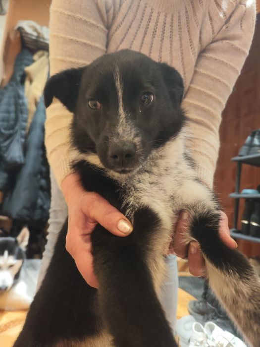 Donez cățel urgent