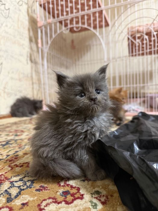 Шикарные котятки Мейнкун