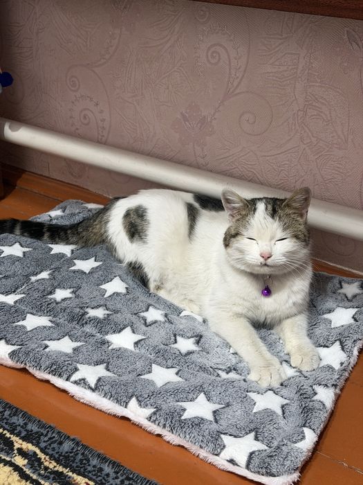 Отдам кошку с котятами