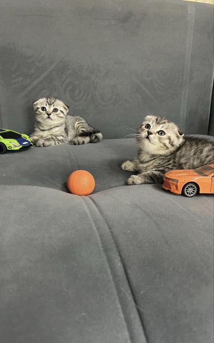 Шотландский Вислоухие котята