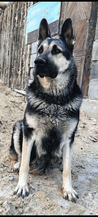 Щенки восточно-европейской овчарки