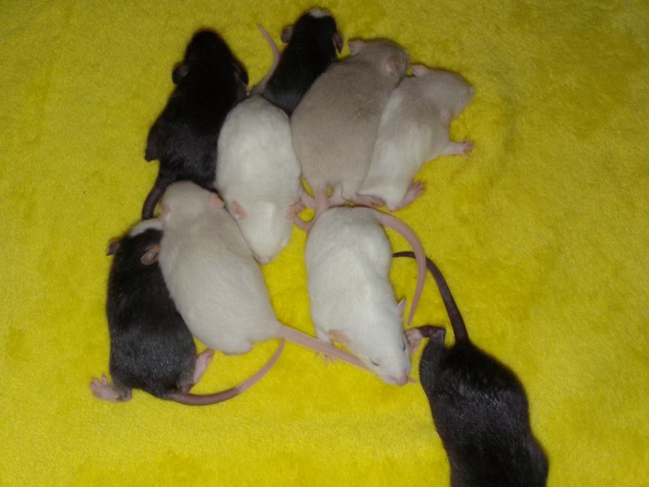 Крыски Дамбо хаски капюшон