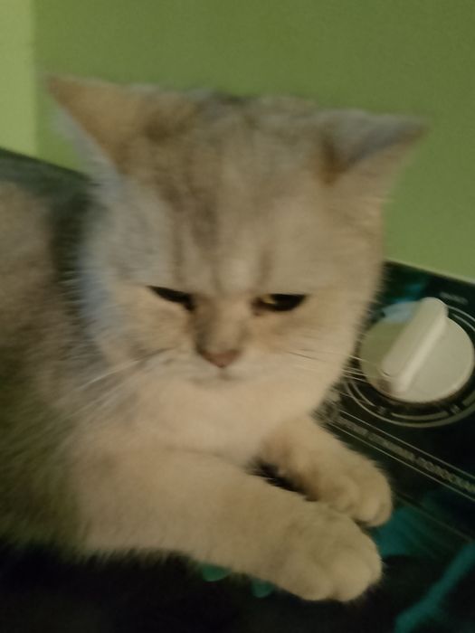 мысық сатылады.Жаксы