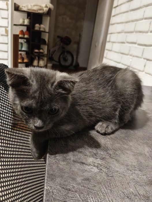 Кошечка серая 5 месяцев