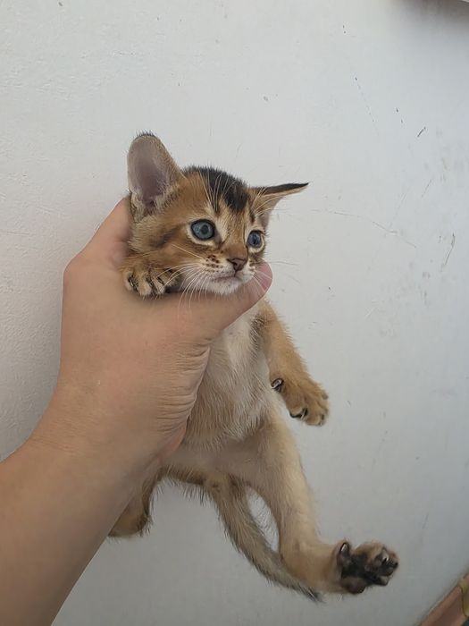 Абиссинские котята