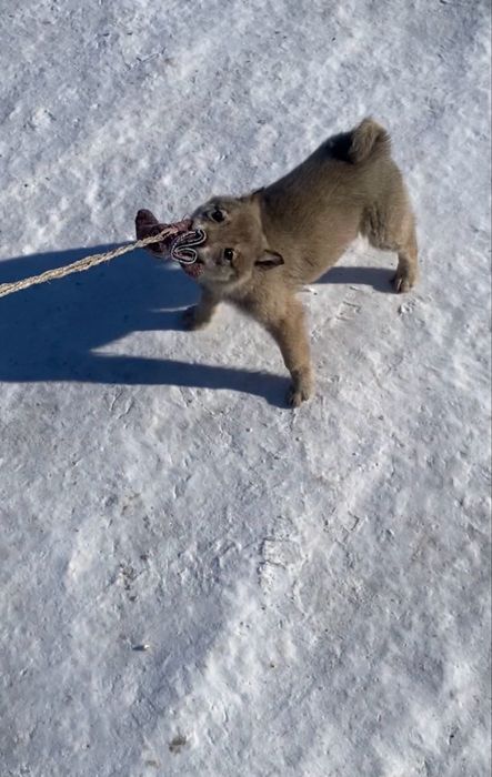 Продам щенок лайка