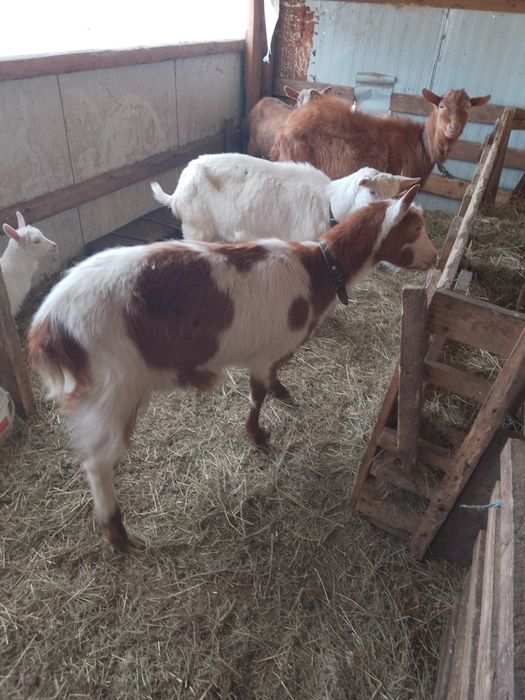 Vând capre sannen și metis de sannen cu alpină