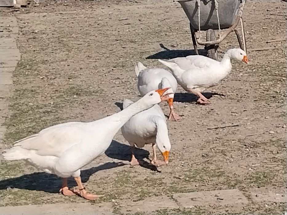 Ouă de gâște albe de casă de vânzare