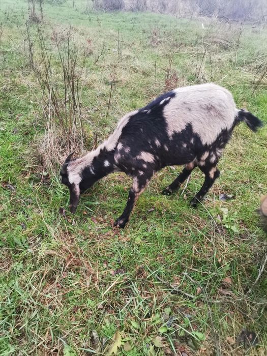 Vând 2 ieduțe metis anglo-nubiane