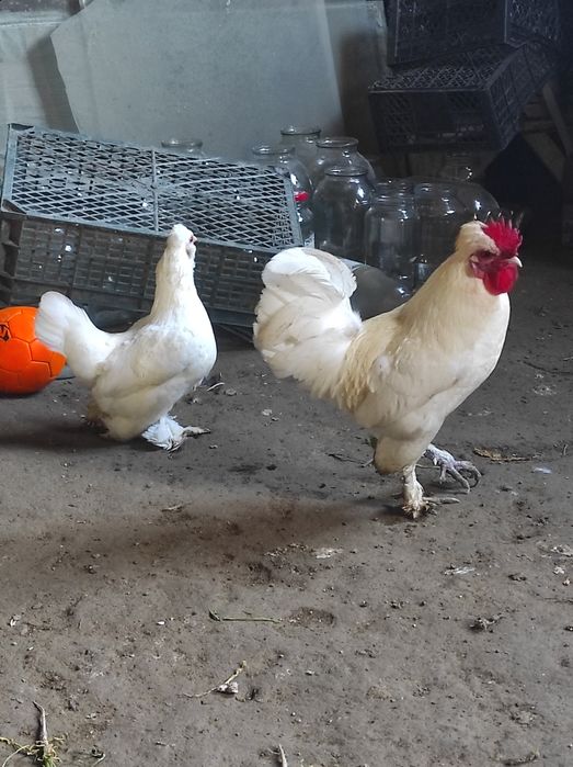 Япончалар сотилади