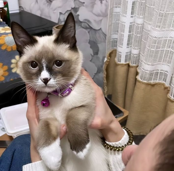 Отдаю котика в хорошие руки.