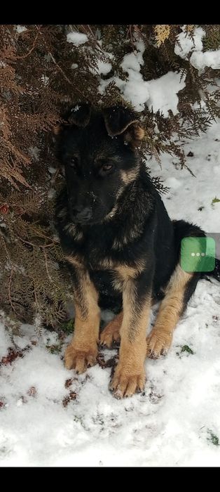 Питомник   немецких  овчарок  РР