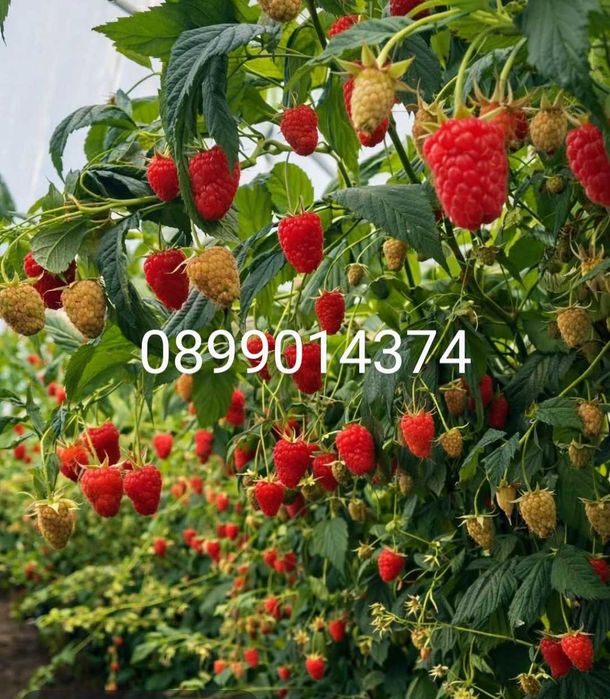 Разсад ягоди от производител