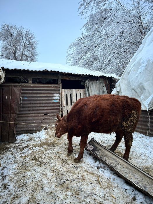 Продам.Тёлочак стоят на откорми.