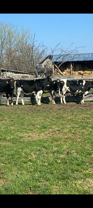 Vindem junele holstein