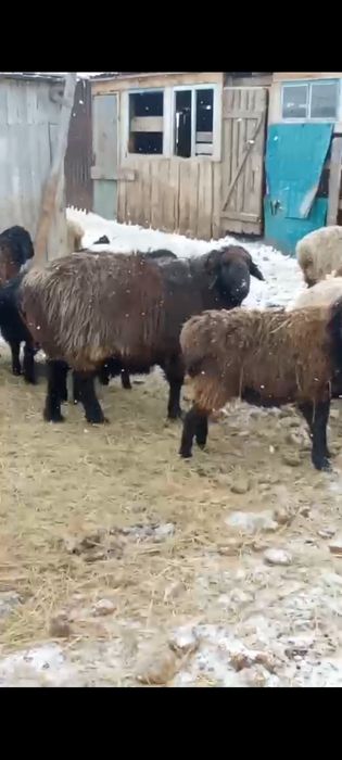 Племенной Баран Гиссар