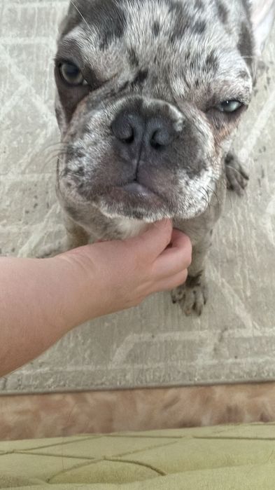 Продам французского бульдога