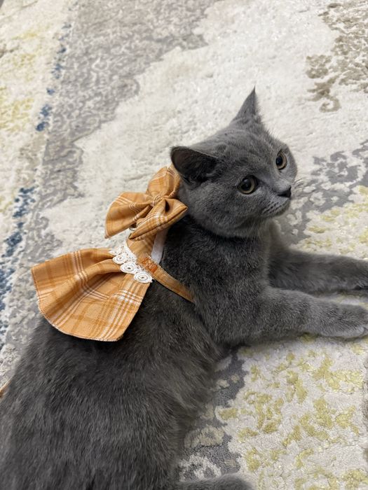 Katta tombul kokraklari bilan porno tomosha qiling