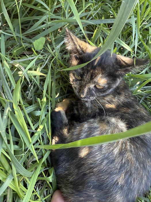 Отдам бесплатно  котят