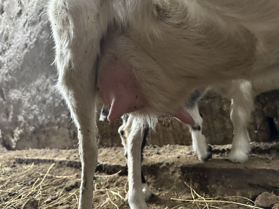 Ешкі  Коза сатылады