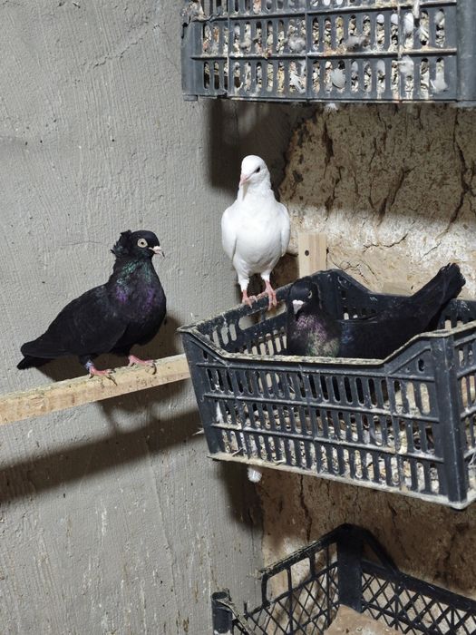 kaptar kabutar golubi golubey kaptarla kabutarlar turkman bakinski