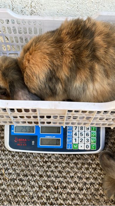 Кролики французкий баран