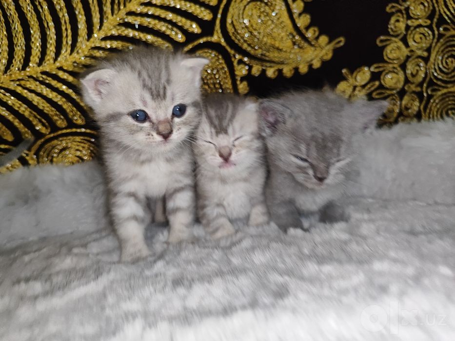Продаются британский шотландский