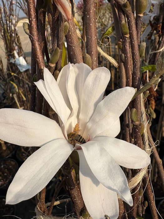 Plante ornamentale de amenajare