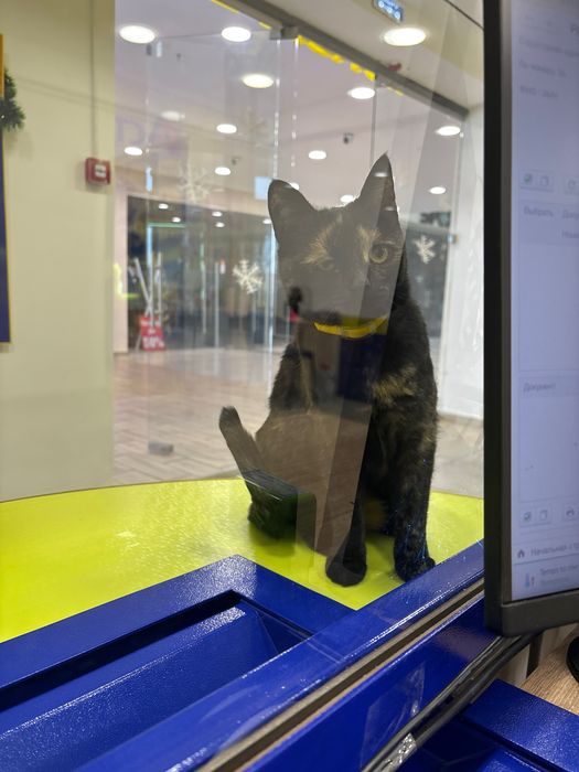 Отдам кошку стерилизованную