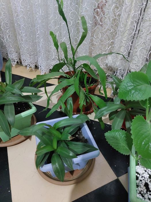 Продам комнатные цветы