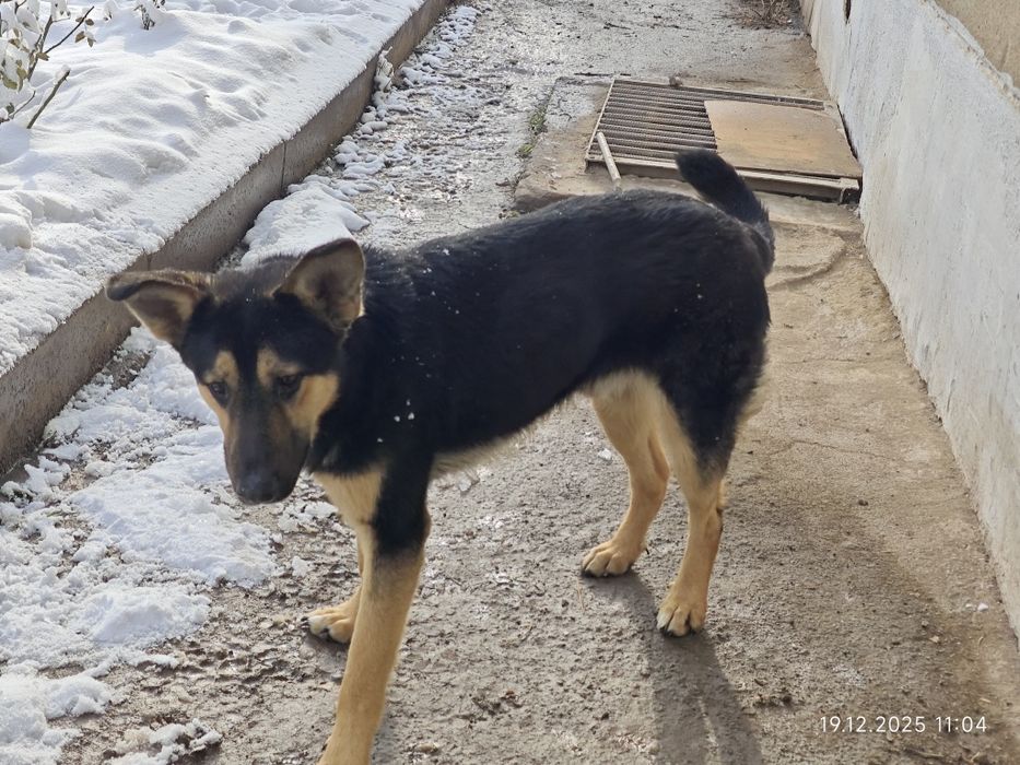 Молодой кобель кастрат