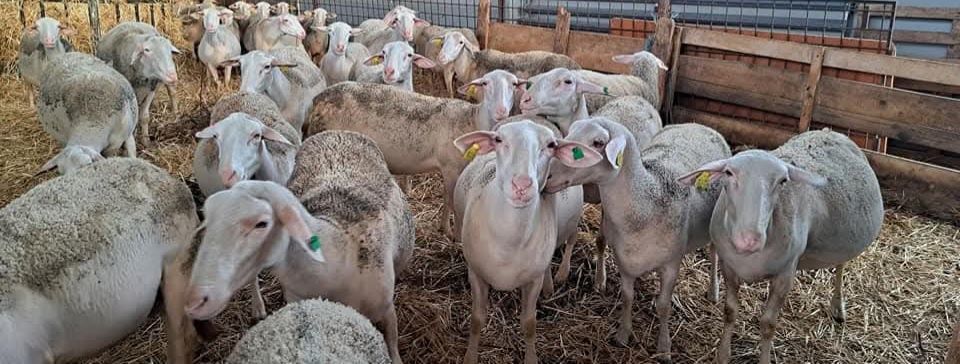 Oi lacaune cu pedigree!