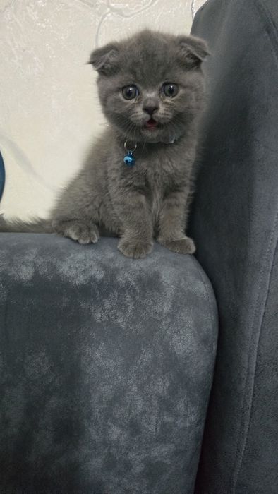 Скоттиш Фолд и Страйт