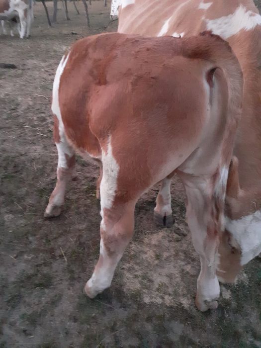 Vând viței și vacă