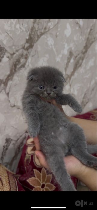 Котики скотиш фолд и скотиш страйд