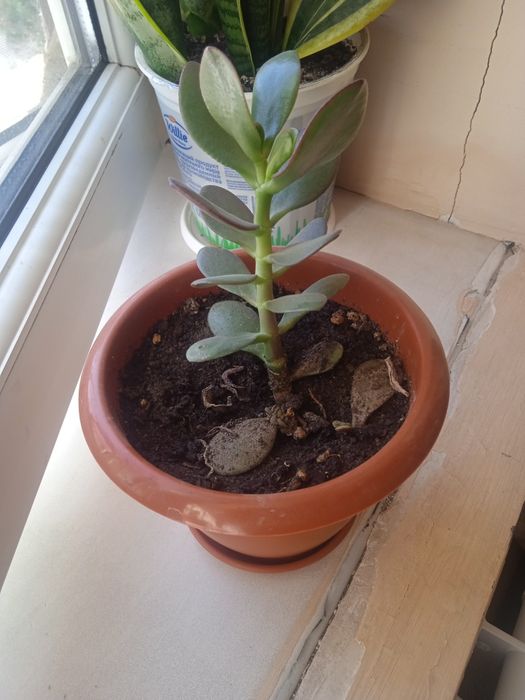 Комнатные и лечебные