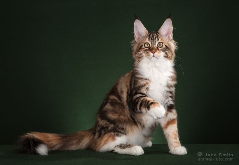 Котята мейн кун из питомника