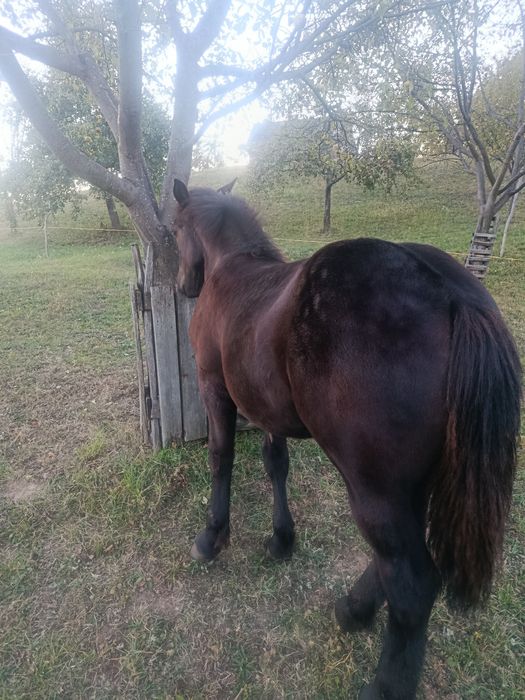 Vând mânză de 6 luni jumate