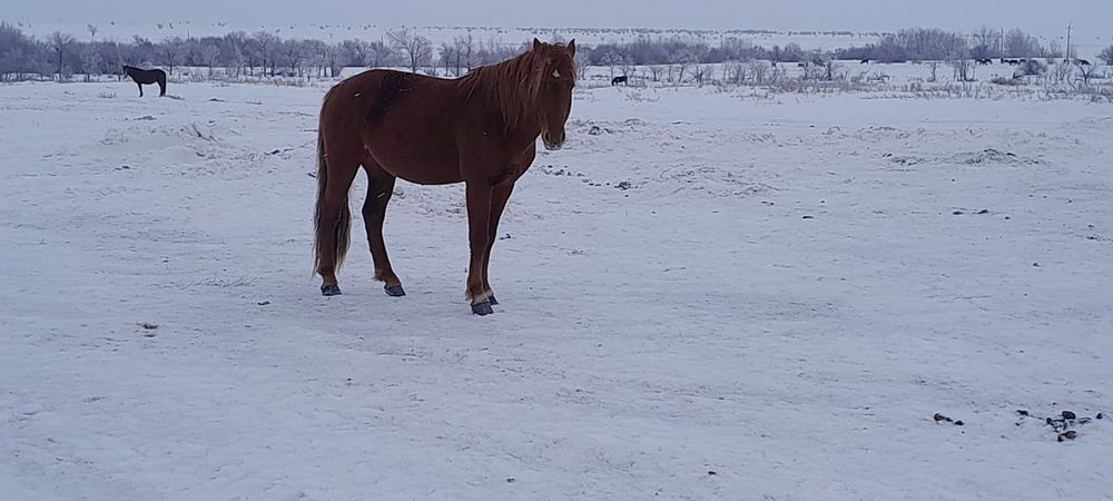 Айғыр сатылады жасы 6 да