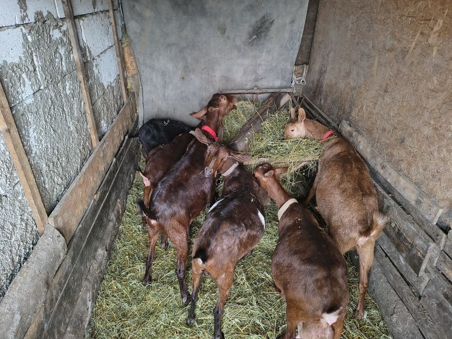 Vând Capre Murciano-Granadina  Alpine Franceze,Sannen și Aglo Nubiene