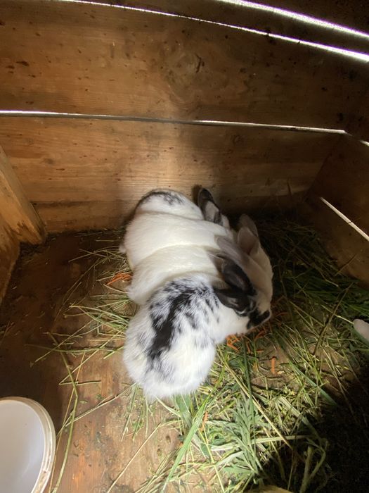 Продам крольчат микс 1месяц