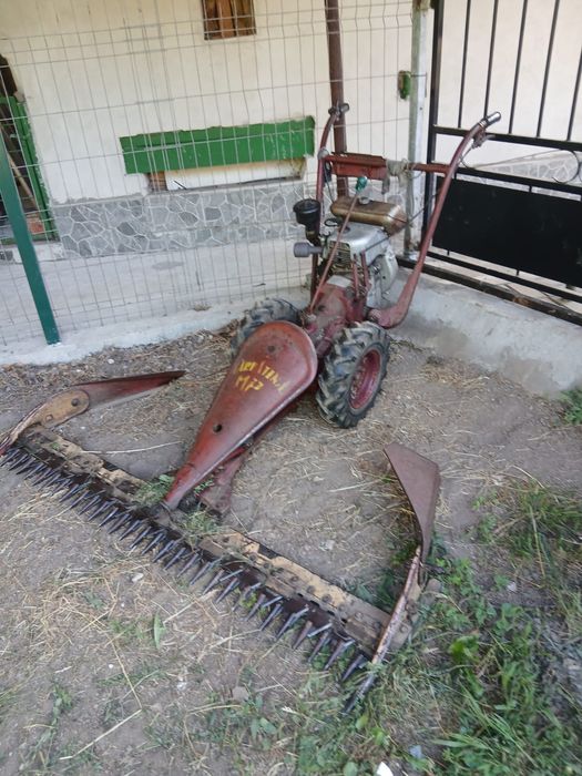 Vand cositoare carpatina