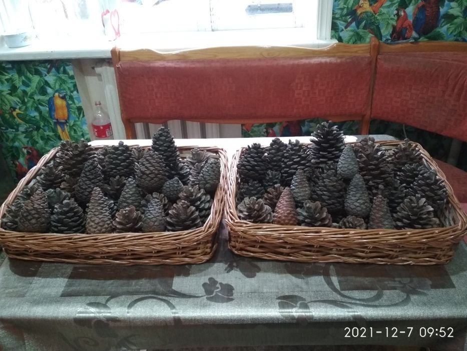 Шишки сосновые натуральные и жёлуди