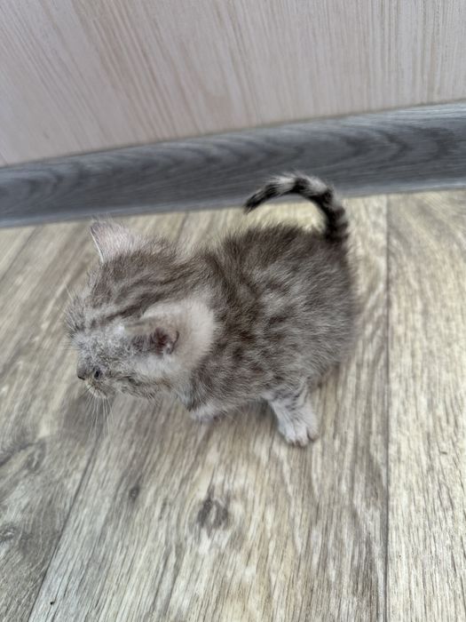 Отдам шотландских котят