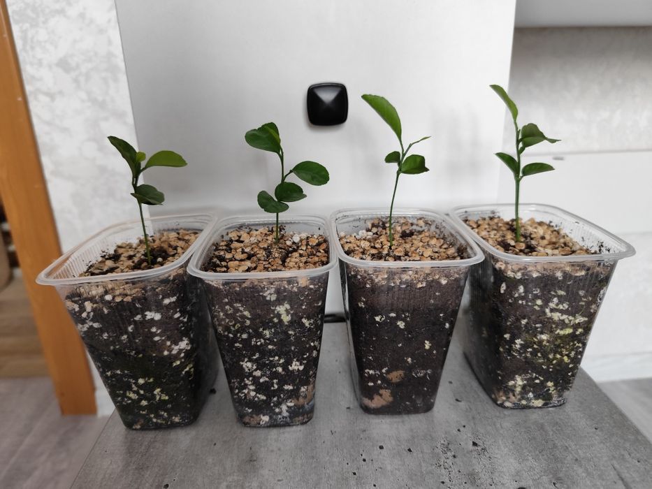 Мандариновое дерево