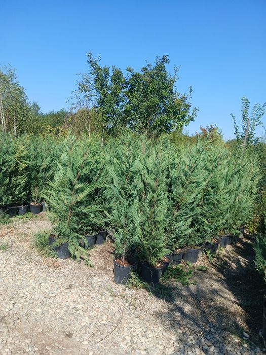 Grad viu densă leylandii 40 ron