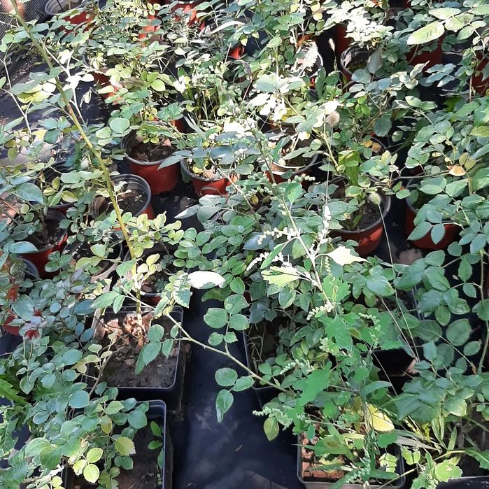 Цветы уличные и комнатные